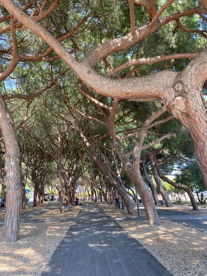 Villa Paolina Ceriale - App. 4 Posti Dış mekan fotoğraf